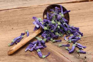 Malva colorata