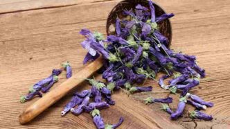Malva colorata
