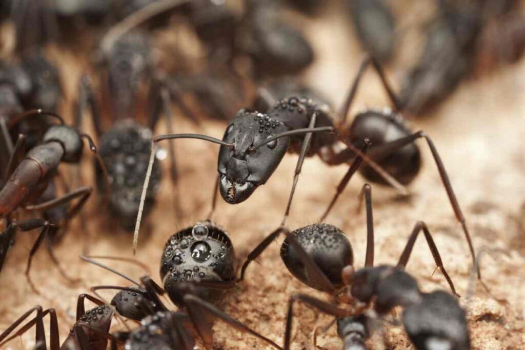 Tradizionalmente, per contrastare questo inconveniente si è fatto ricorso a prodotti chimici, spesso dannosi per la salute e per l’ambiente.