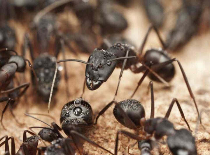 Tradizionalmente, per contrastare questo inconveniente si è fatto ricorso a prodotti chimici, spesso dannosi per la salute e per l’ambiente.