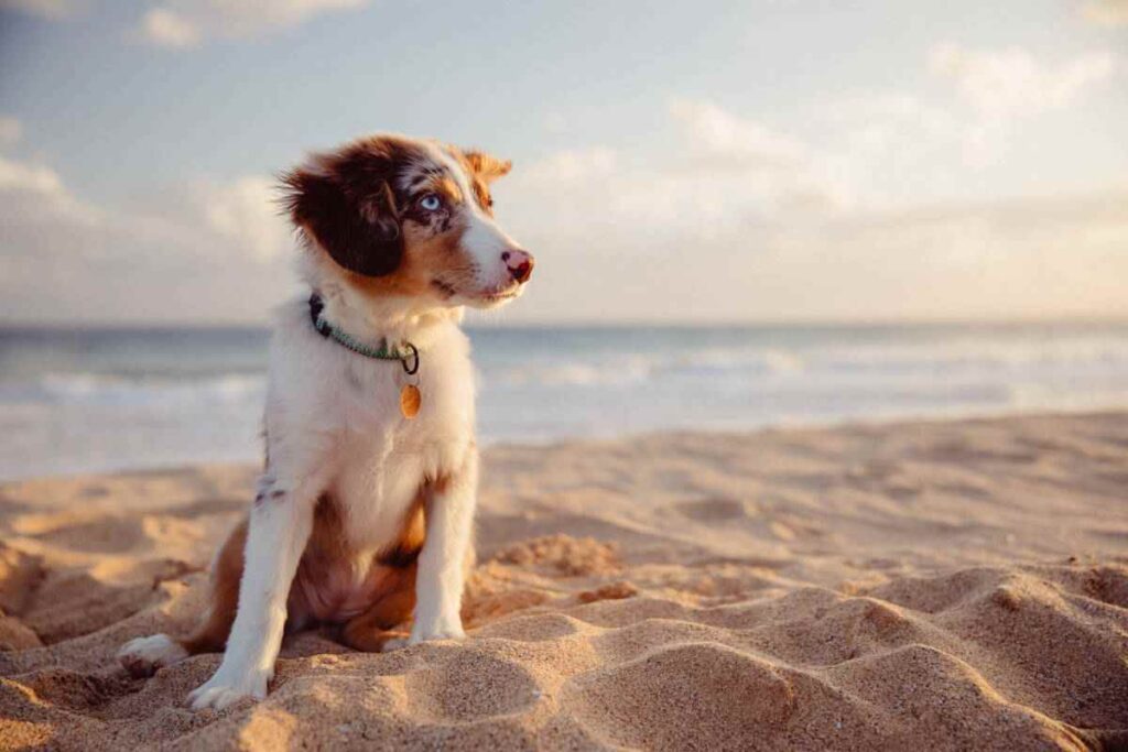cani in spiaggia quali sono gli stabilimenti