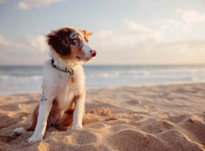 cani in spiaggia quali sono gli stabilimenti