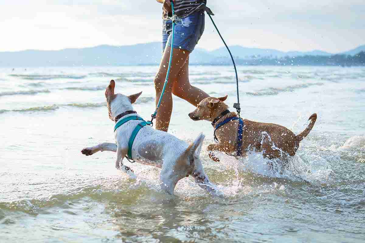 cani in spiaggia quali sono gli stabilimenti