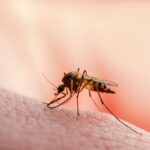 i 9 rimedi "anti-zanzara" che funzionano davvero
